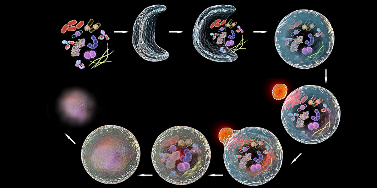 Autophagy trough various stages