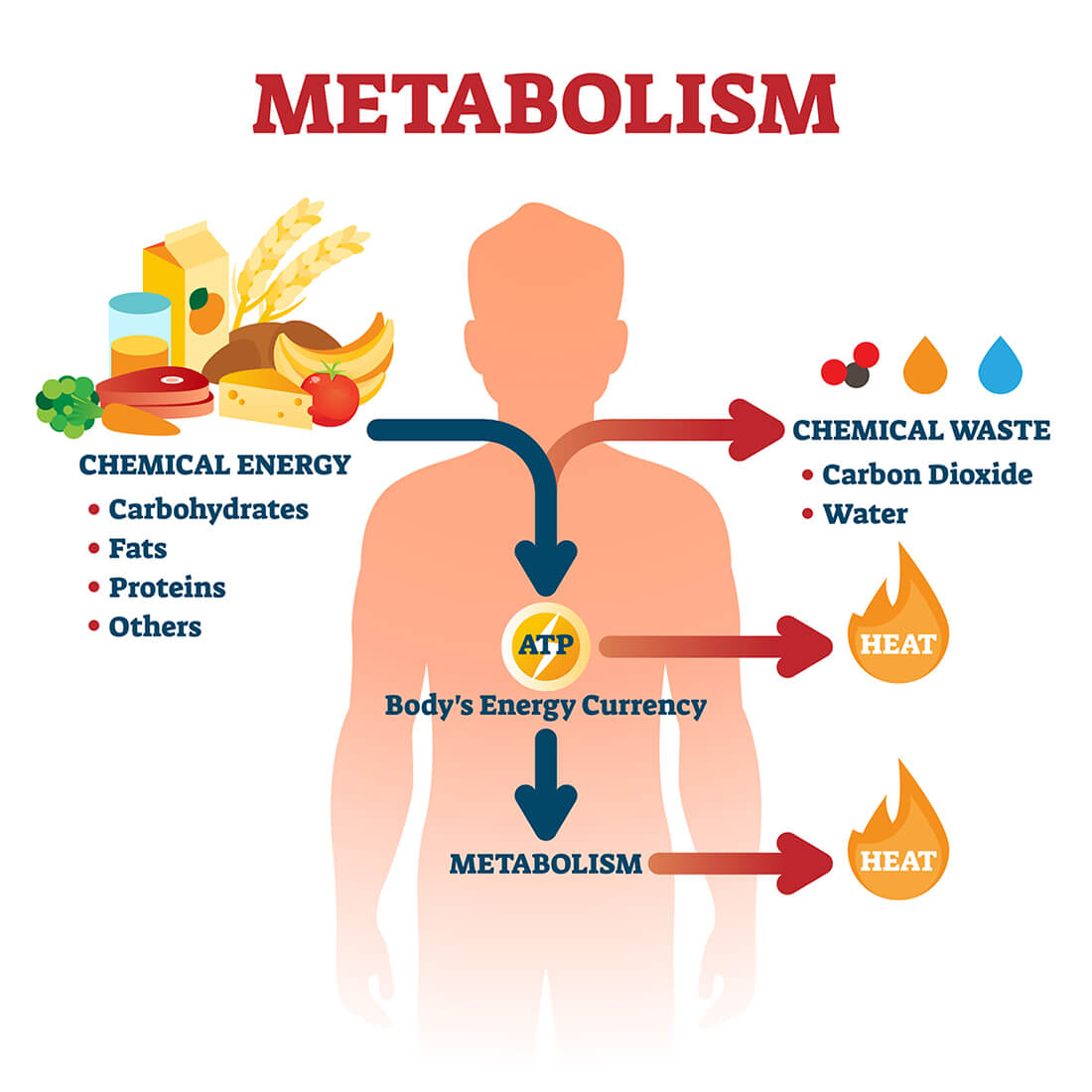 Picture of human metabolism and the role of ATP

