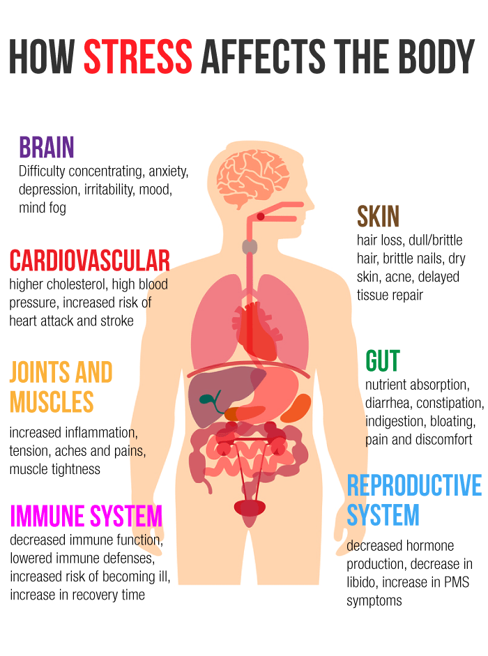 An infographic of how stress effects the body
