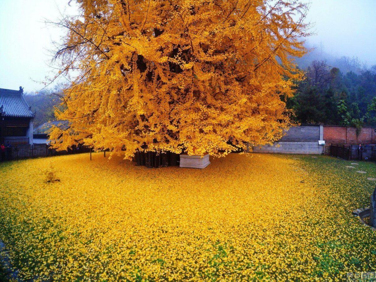 Ginkgo Biloba