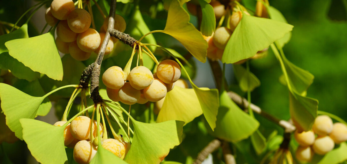 Ginko Biloba