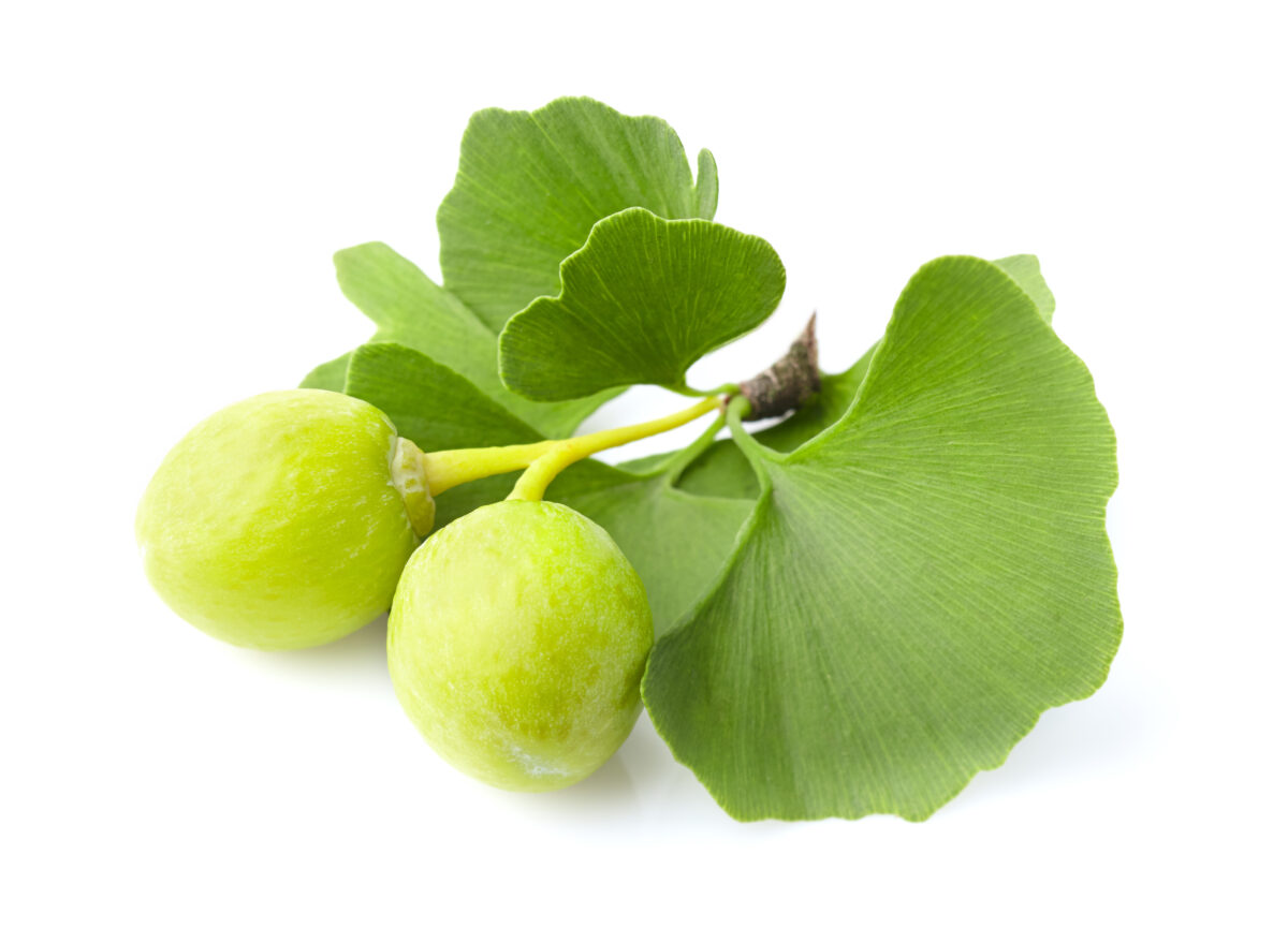 Ginkgo Biloba
