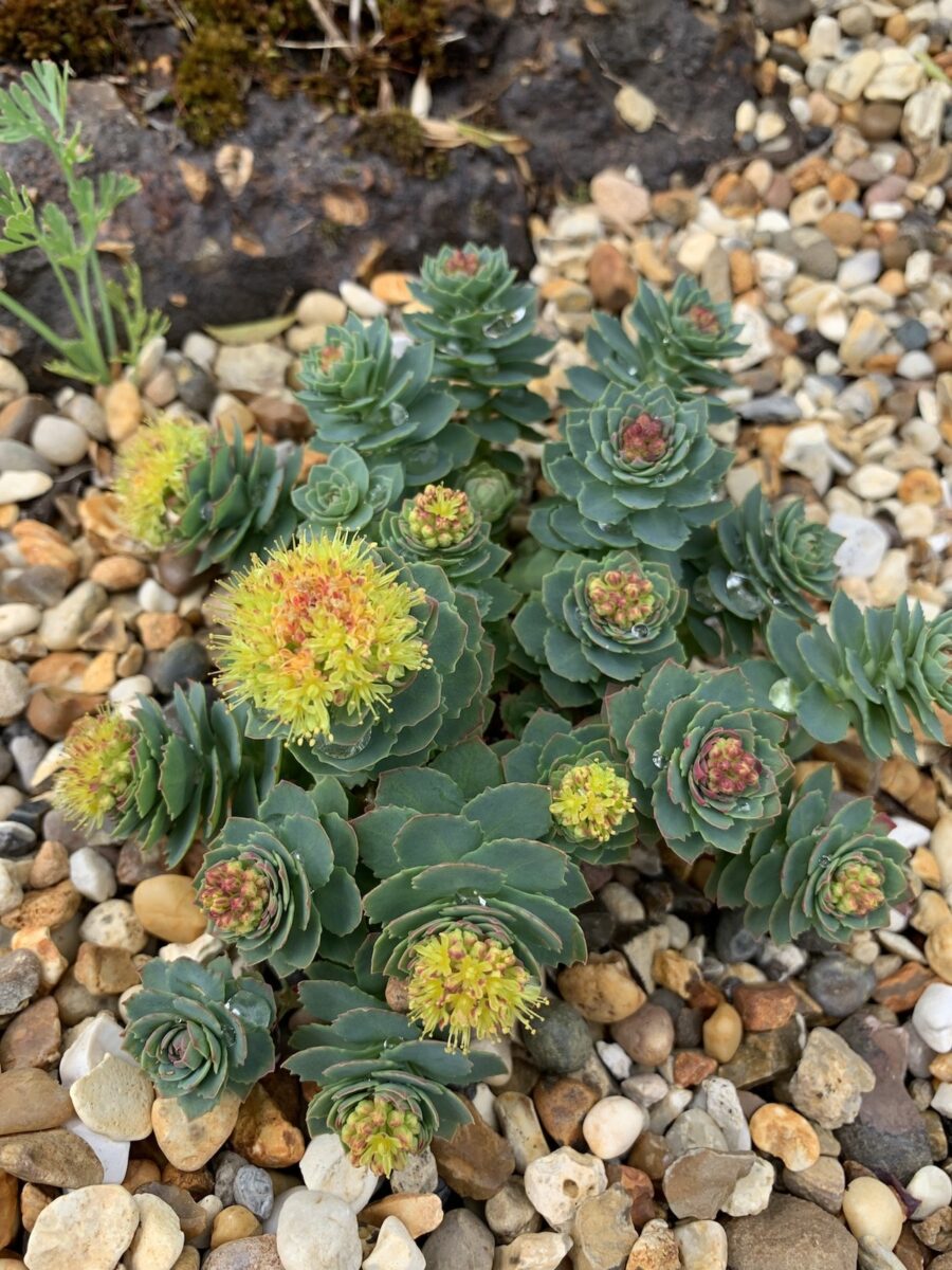 rhodiola rosea