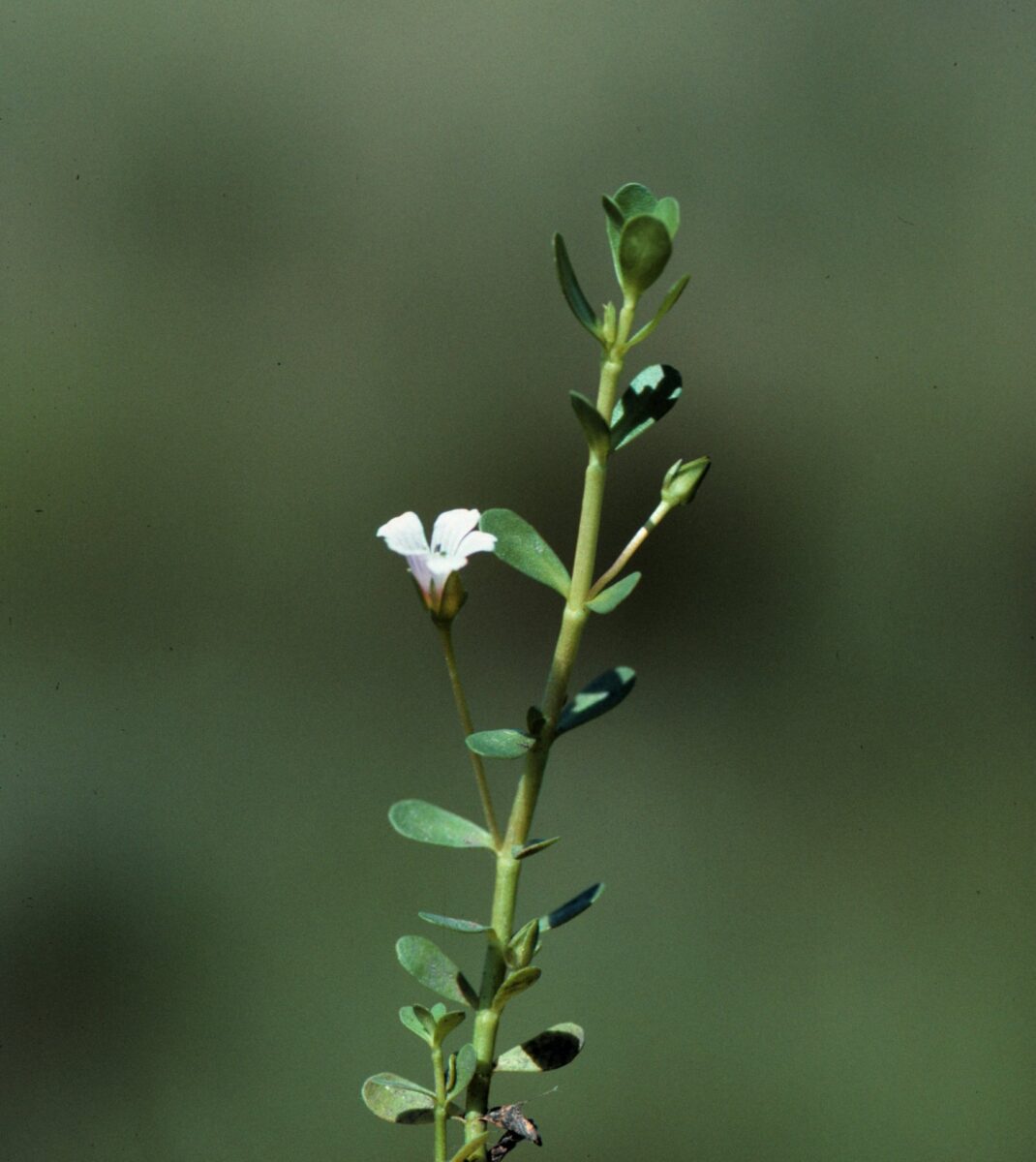 Bacopa Monnieri