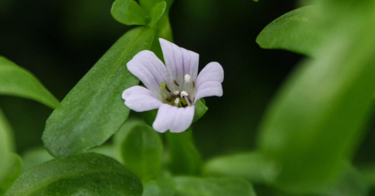 Bacopa Monnieri