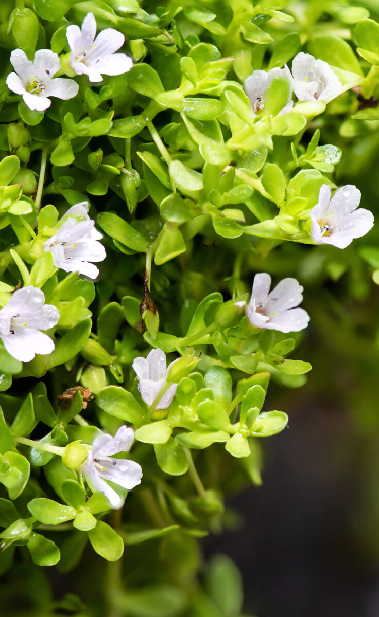 Bacopa Monnieri