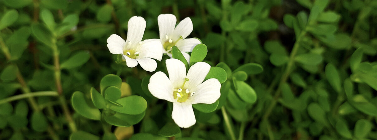 Bacopa Monnieri